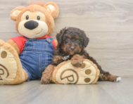 7 week old Poodle Puppy For Sale - Simply Southern Pups