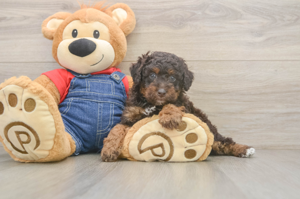 7 week old Poodle Puppy For Sale - Simply Southern Pups