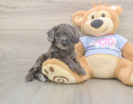 7 week old Poodle Puppy For Sale - Simply Southern Pups