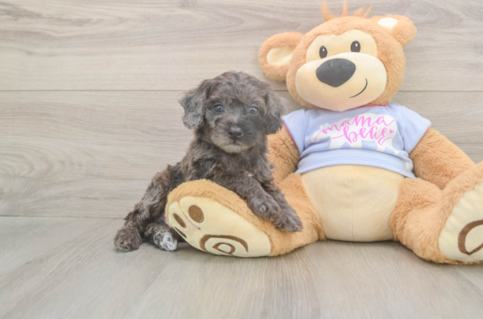 6 week old Poodle Puppy For Sale - Simply Southern Pups Petite Pooodle Purebred Puppy