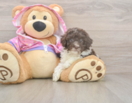 7 week old Poodle Puppy For Sale - Simply Southern Pups