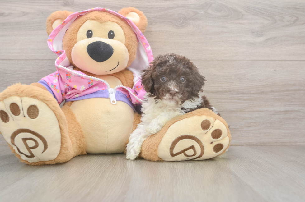 5 week old Poodle Puppy For Sale - Simply Southern Pups