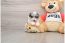 Hypoallergenic Poodle Baby