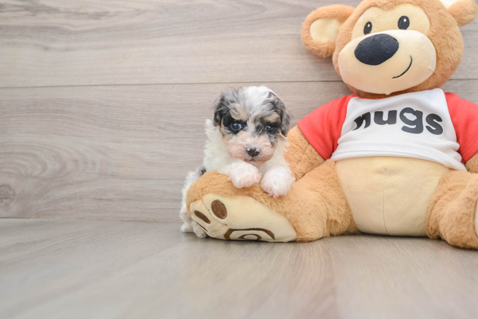 Hypoallergenic Poodle Baby