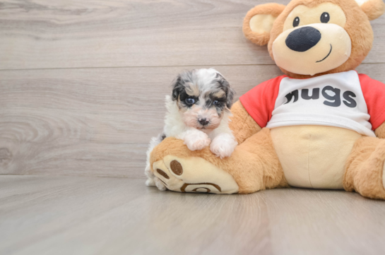 Hypoallergenic Poodle Baby