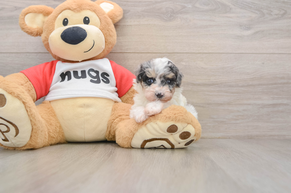 Poodle Puppy for Adoption