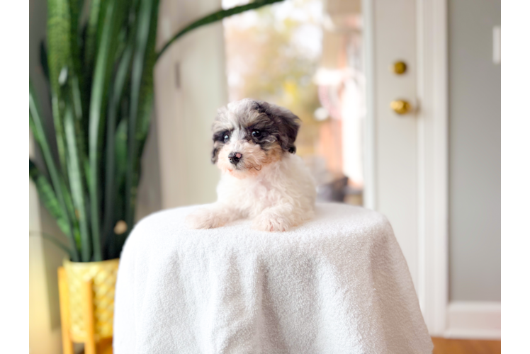 Cute Poodle Purebred Pup