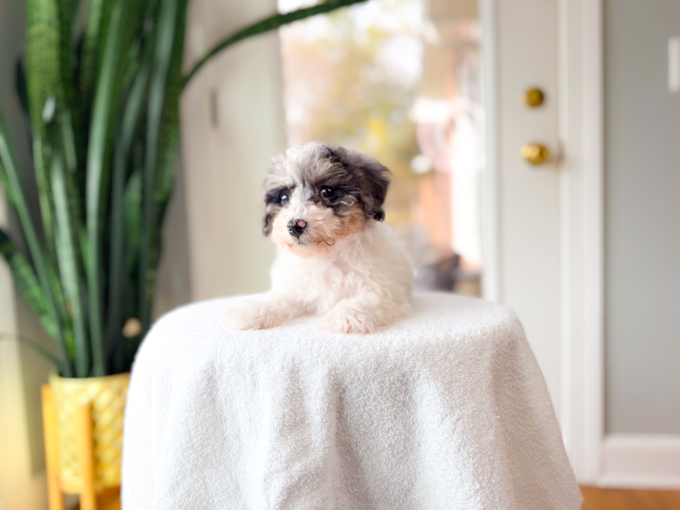 Cute Poodle Purebred Pup