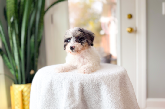 Cute Poodle Purebred Pup