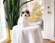 9 week old Poodle Puppy For Sale - Simply Southern Pups