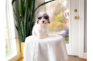 Cute Poodle Baby