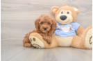 Little Poodle Purebred Pup