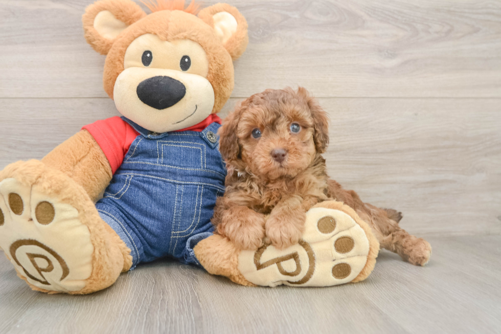 Funny Poodle Baby