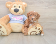 7 week old Poodle Puppy For Sale - Simply Southern Pups