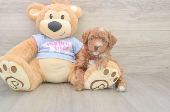 6 week old Poodle Puppy For Sale - Simply Southern Pups Poodle Puppy for Adoption