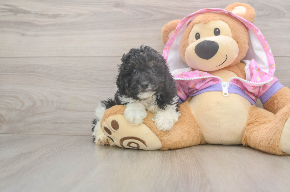 5 week old Poodle Puppy For Sale - Simply Southern Pups