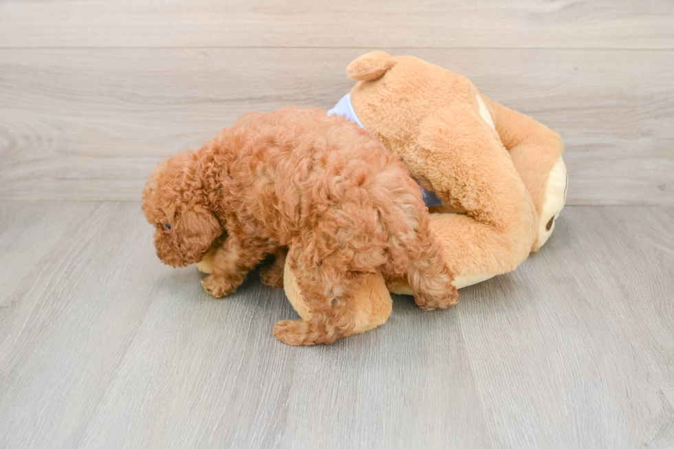 Playful Poodle Baby