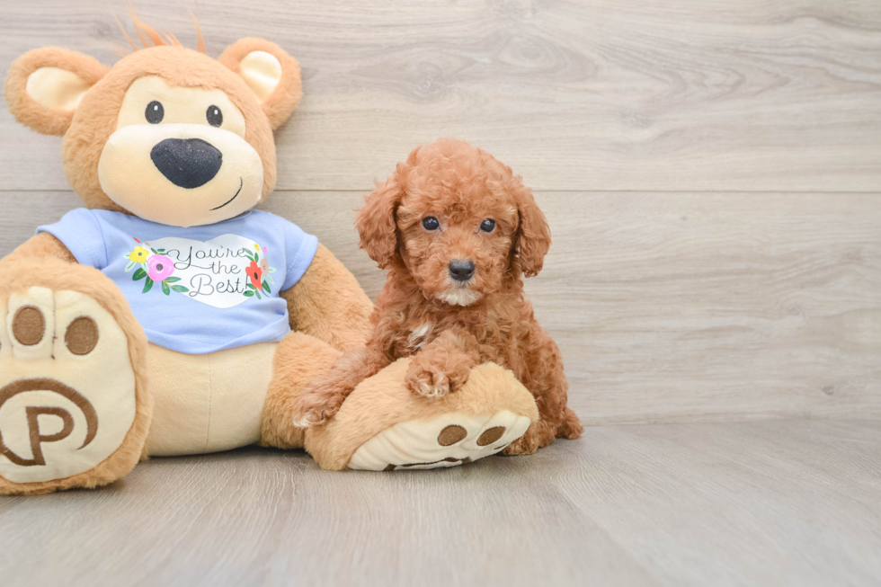Best Poodle Baby