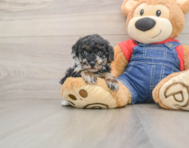 6 week old Poodle Puppy For Sale - Simply Southern Pups