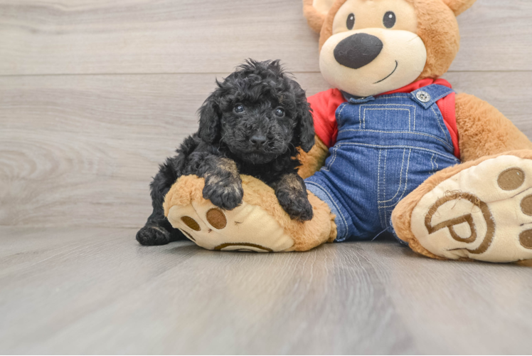 Fluffy Toy Poodle Purebred Puppy