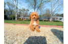 Best Poodle Baby