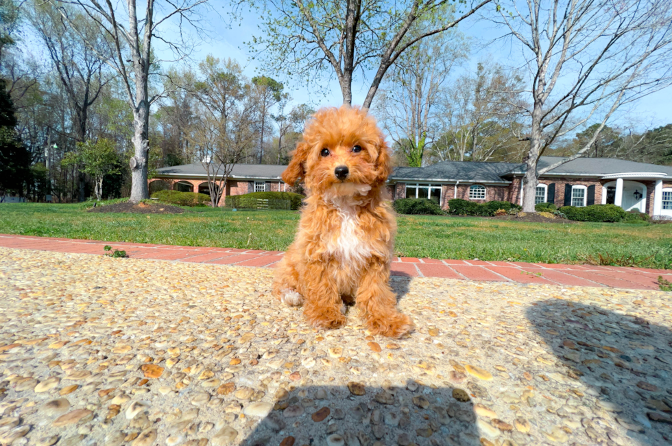 16 week old Poodle Puppy For Sale - Simply Southern Pups