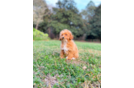 Poodle Pup Being Cute