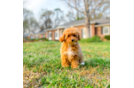 Cute Poodle Baby