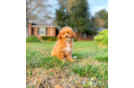 Cute Poodle Baby