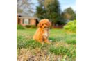 Poodle Pup Being Cute
