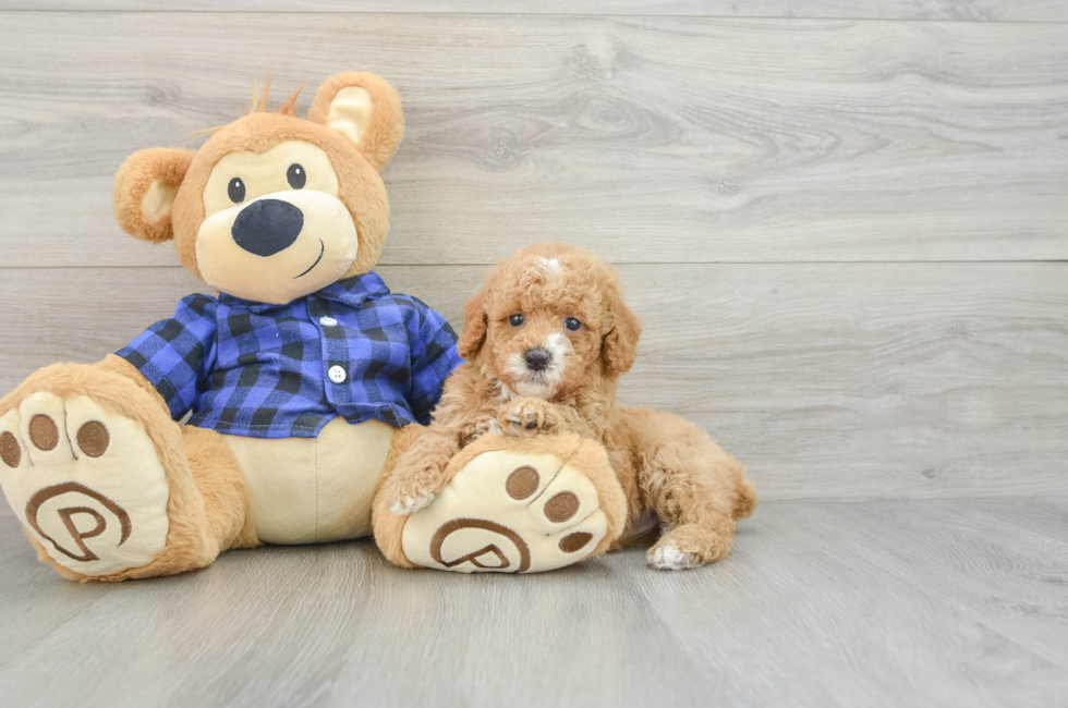 6 week old Poodle Puppy For Sale - Simply Southern Pups