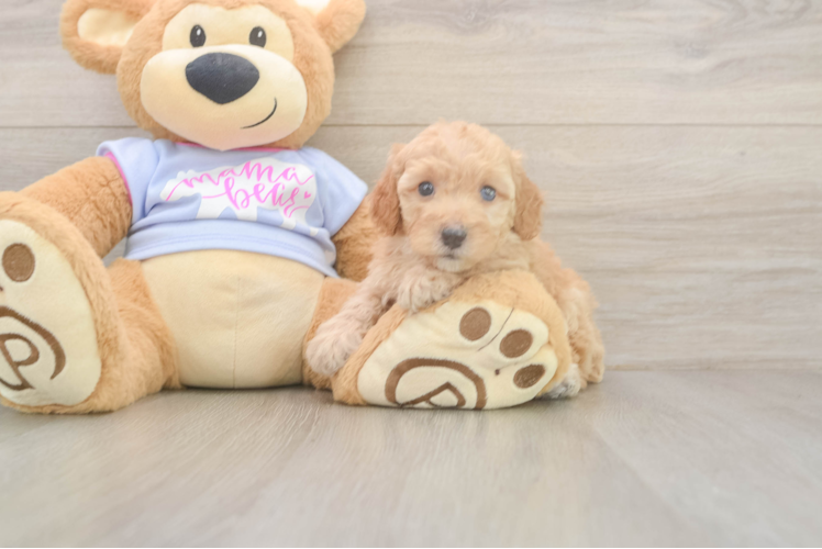 Funny Poodle Purebred Pup