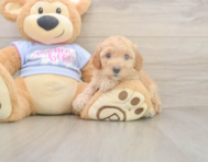 8 week old Poodle Puppy For Sale - Simply Southern Pups