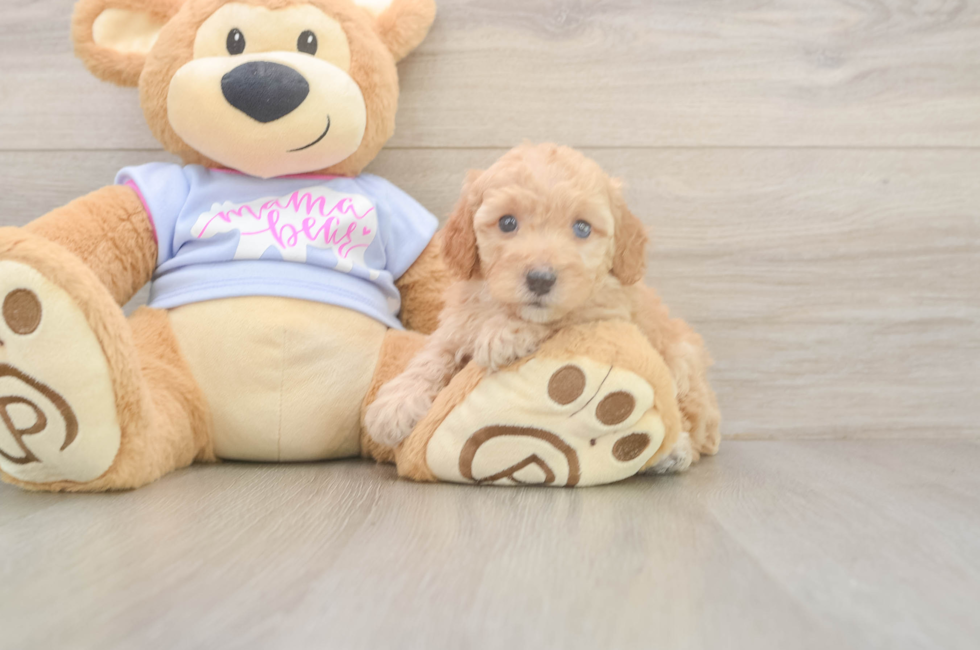 6 week old Poodle Puppy For Sale - Simply Southern Pups