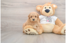 Sweet Pooodle Purebred Puppy
