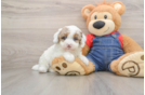Best Poodle Baby