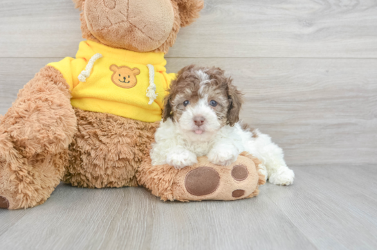 Poodle Puppies For Simply