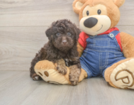 7 week old Poodle Puppy For Sale - Simply Southern Pups
