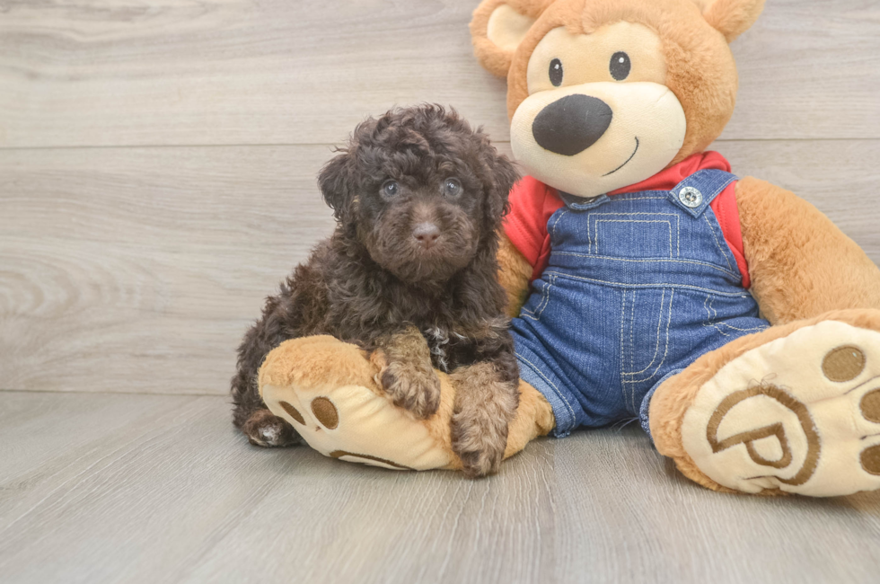 7 week old Poodle Puppy For Sale - Simply Southern Pups
