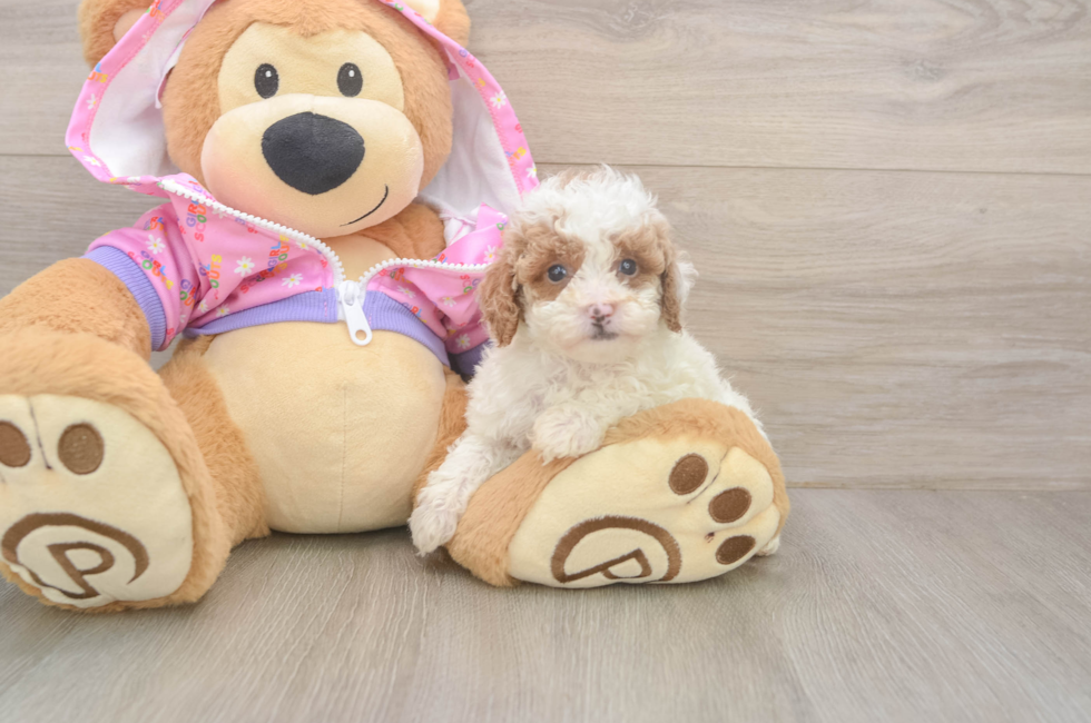 6 week old Poodle Puppy For Sale - Simply Southern Pups
