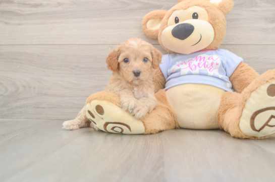 6 week old Poodle Puppy For Sale - Simply Southern Pups Poodle Pup Being Cute