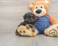 7 week old Poodle Puppy For Sale - Simply Southern Pups