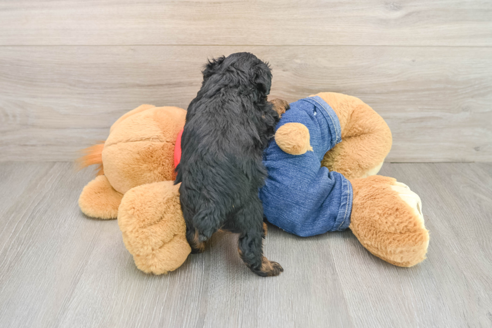 Poodle Pup Being Cute