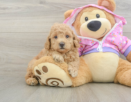 7 week old Poodle Puppy For Sale - Simply Southern Pups