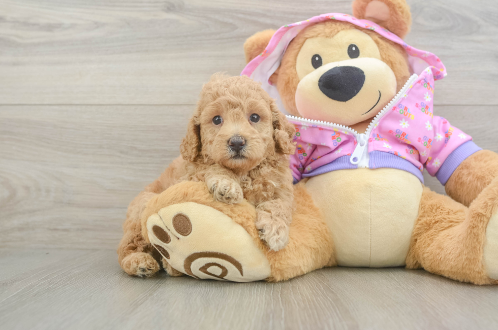 5 week old Poodle Puppy For Sale - Simply Southern Pups
