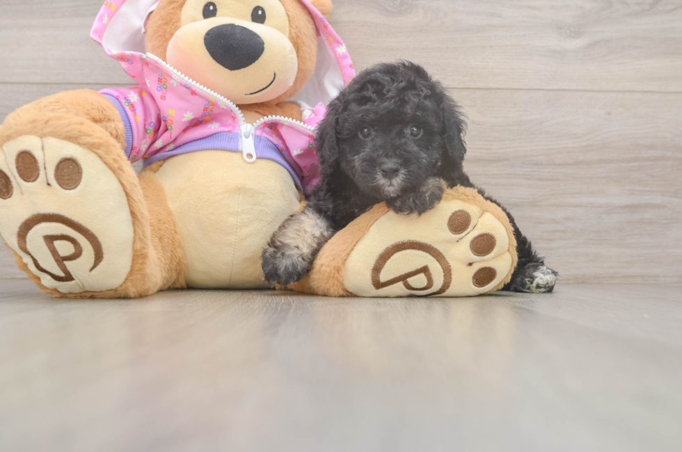 6 week old Poodle Puppy For Sale - Simply Southern Pups