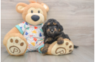 Poodle Puppy for Adoption