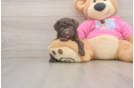 Best Poodle Baby