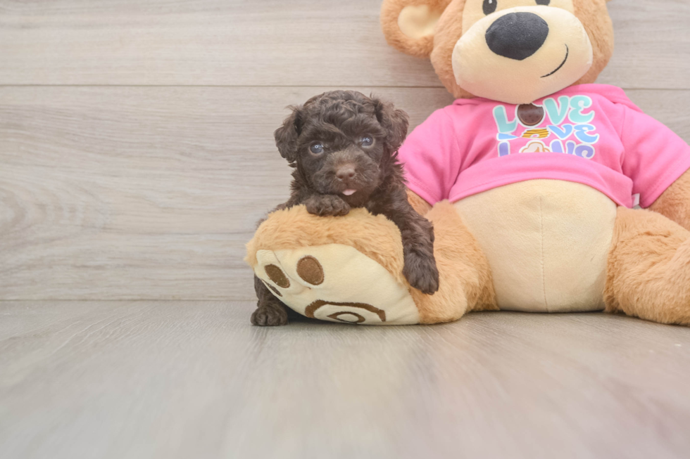 Best Poodle Baby
