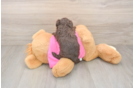 Playful Poodle Baby
